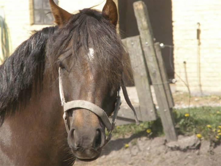Welsh Pony (sec B) Diamant  * Solgt * billede 3