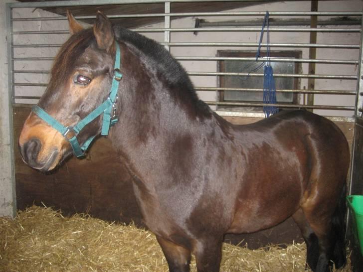 New Forest Askholm Alf (RIP) - Det var frygteligt at se sin altid livsglade pony på denne måde.. hvil i fred billede 12