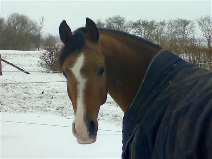 Arabisk fuldblod (OX) Brahim billede 10