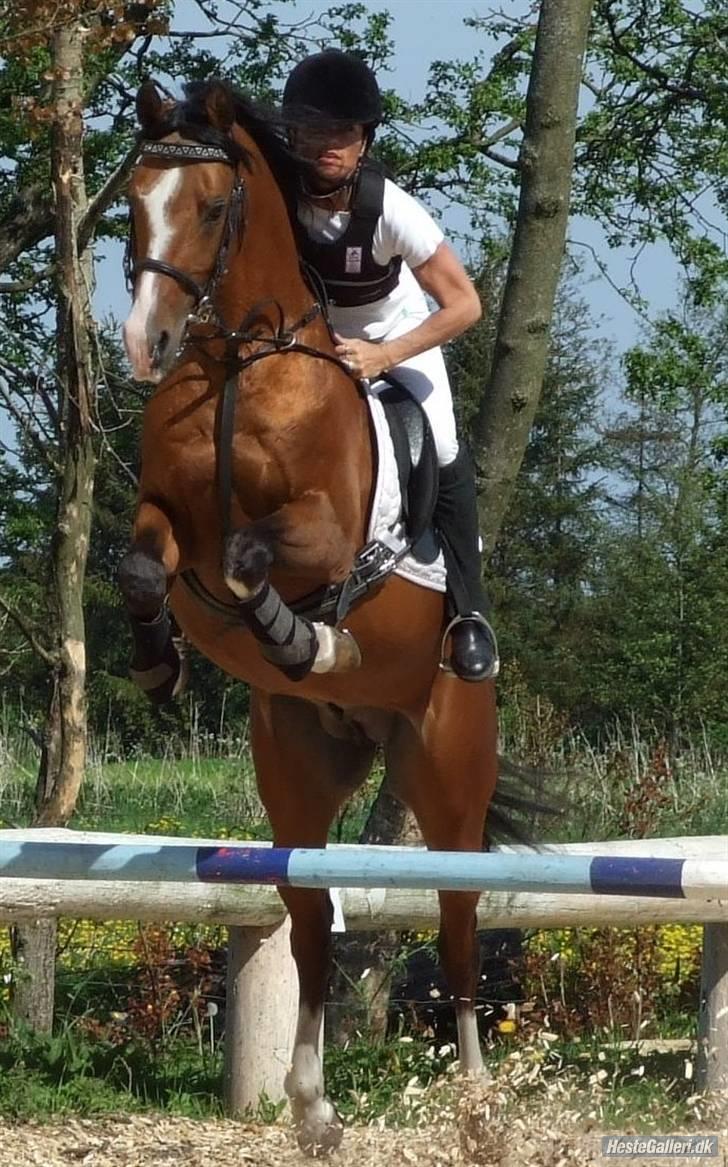 Arabisk fuldblod (OX) Brahim billede 12