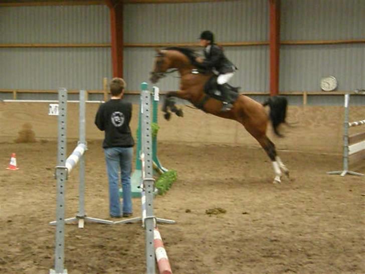 Arabisk fuldblod (OX) Brahim billede 13