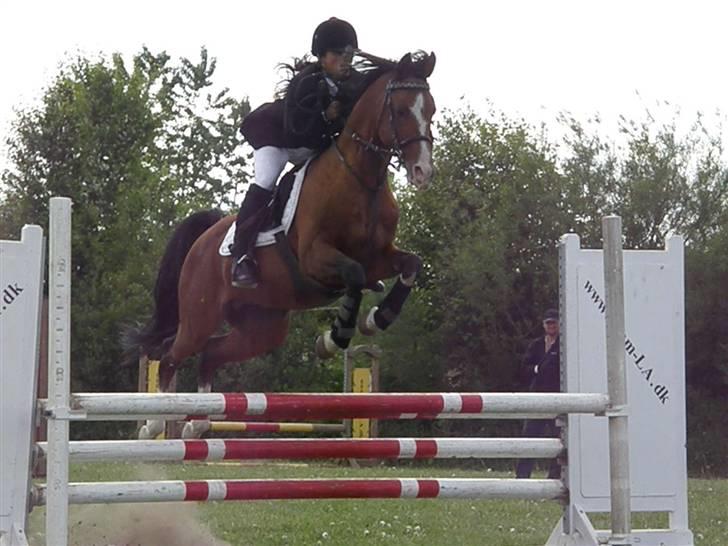 Arabisk fuldblod (OX) Brahim billede 14