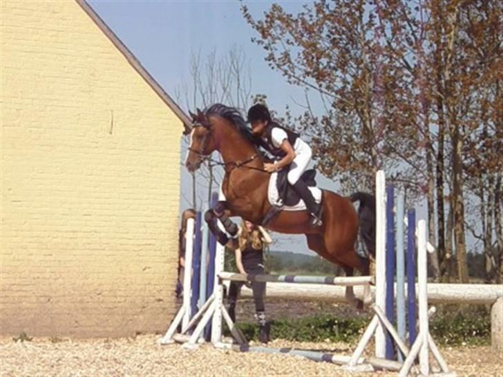 Arabisk fuldblod (OX) Brahim billede 15