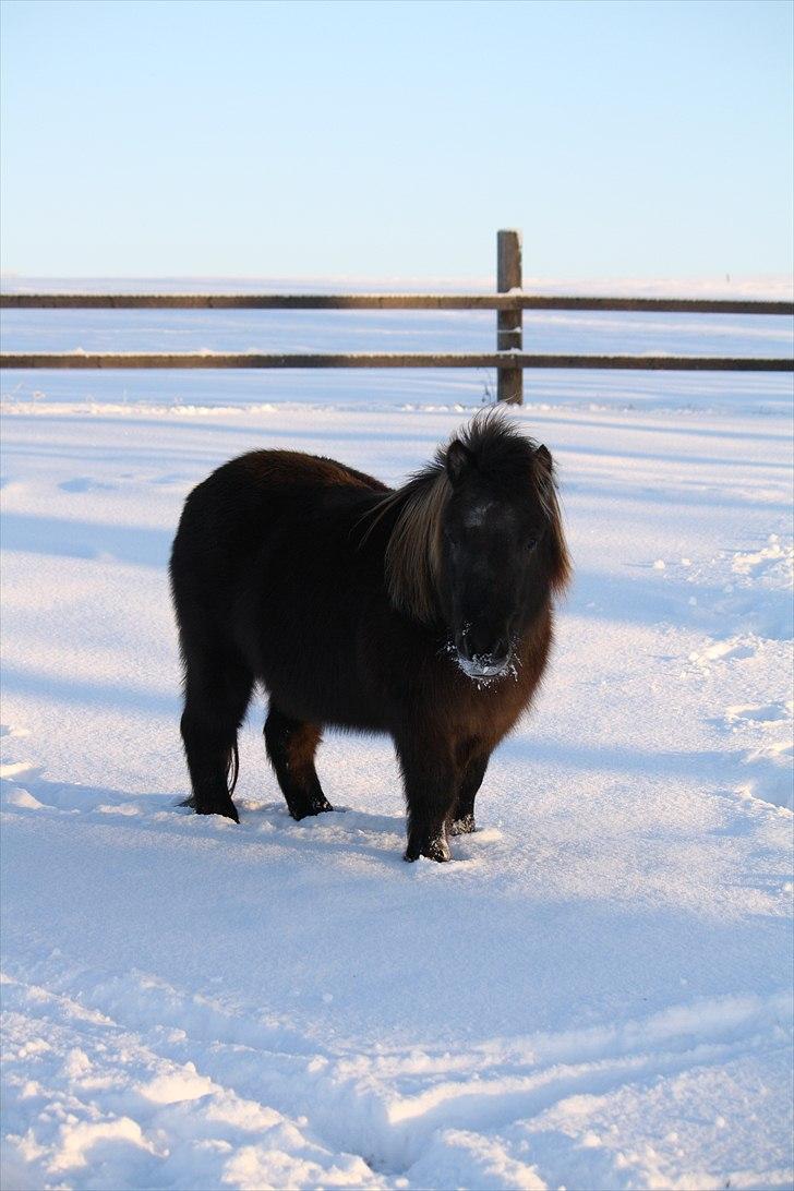 Shetlænder Jægergårdens Hikki - Foto : Mig / Hanne Viola Pedersen billede 3