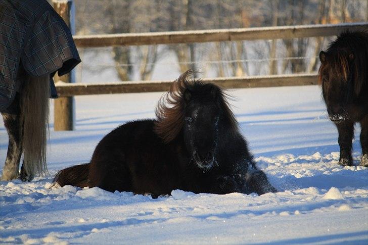 Shetlænder Jægergårdens Hikki - hehe hvor ser du sød ud Hikki ;) Foto : Mig / Hanne Viola Pedersen billede 2