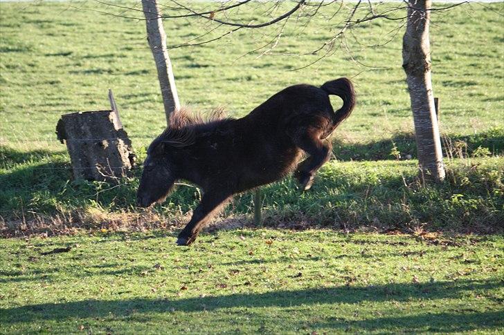 Shetlænder Jægergårdens Hikki - vilde lille Hikki xD Foto : Mig / Hanne Viola Pedersen billede 4