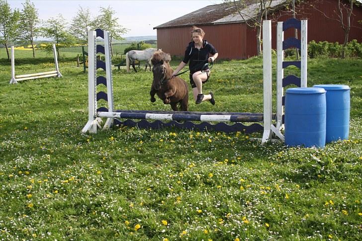 Shetlænder Jægergårdens Hikki - Hikki springer sammen med mig...  Foto : min mor billede 5