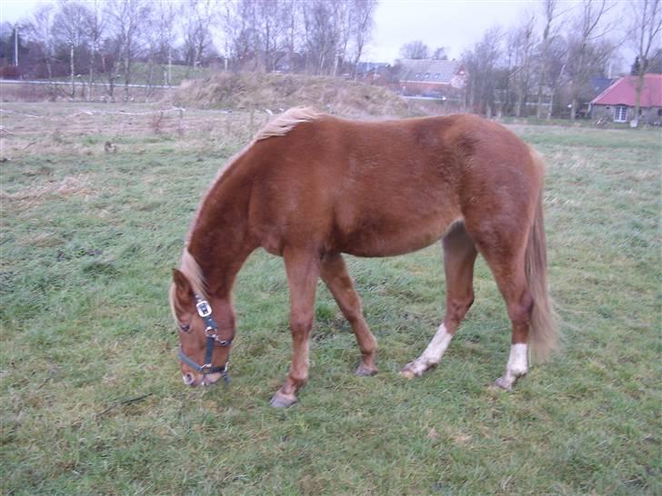 DSP Zig-Zag *SOLGT* - spiser lige lidt græs :-) billede 3