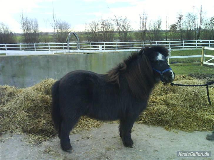 Shetlænder maskot gl passer - lille maskot.... billede 1