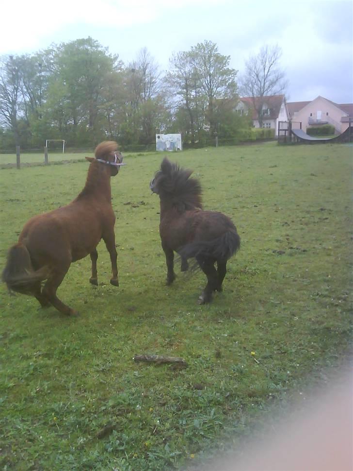 Shetlænder maskot gl passer - skotten og romeo leger på folden. billede 2