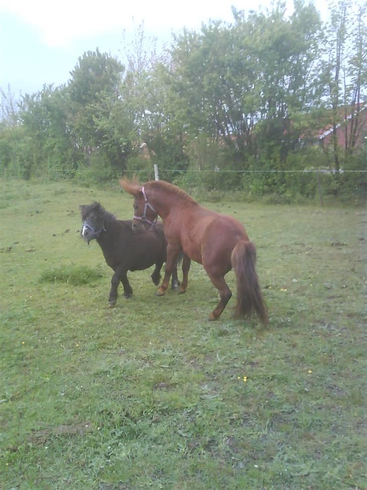 Shetlænder maskot gl passer - ikk for ond romeo. billede 3