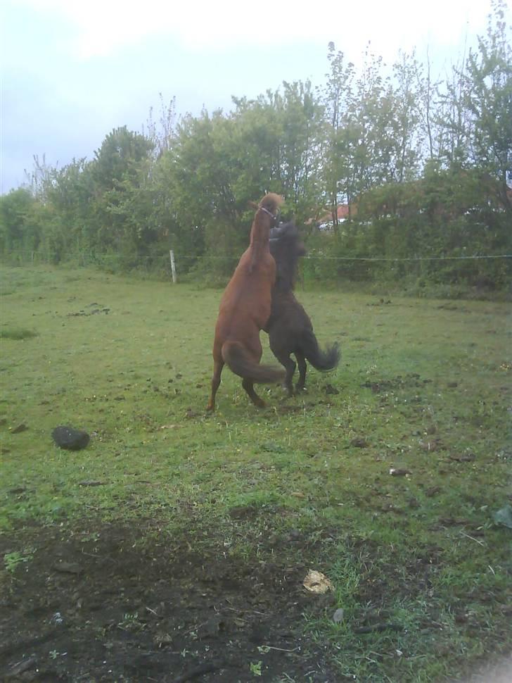 Shetlænder maskot gl passer - elsker det her billede billede 4