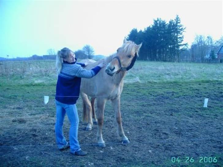Anden særlig race Kasper *Solgt* - Hyggeponyen. Hjemme på gården, 2 år gammel. billede 5