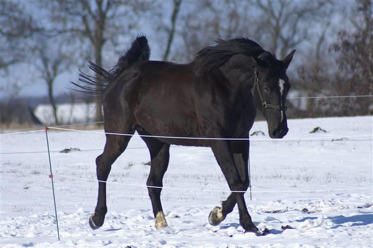 Dansk Varmblod Pernille af Skovly*R.I.P* - Velkommen til Pernilles profil :-) billede 1
