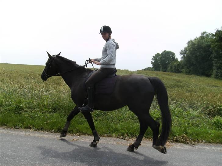 Dansk Varmblod Pernille af Skovly*R.I.P* - Thomas og Pernille billede 2