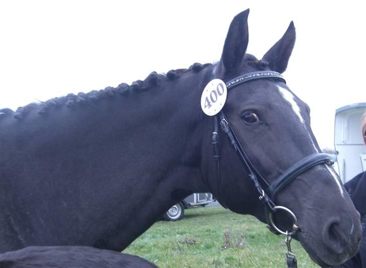 Dansk Varmblod Pernille af Skovly*R.I.P* - Pernille til eksteriørkåring i DV november 08 billede 3