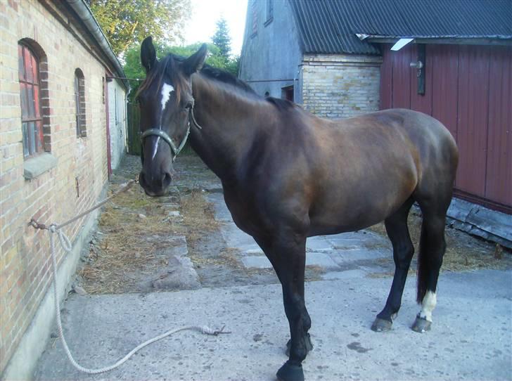 Dansk Varmblod Pernille af Skovly*R.I.P* billede 4