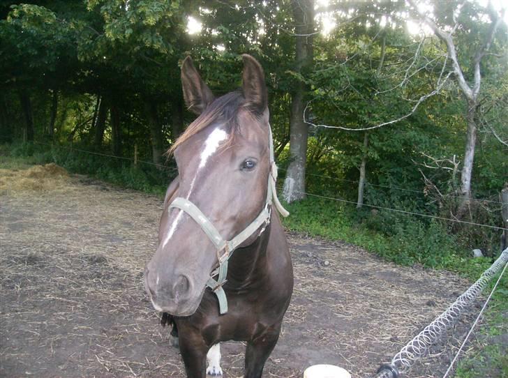 Dansk Varmblod Pernille af Skovly*R.I.P* billede 5