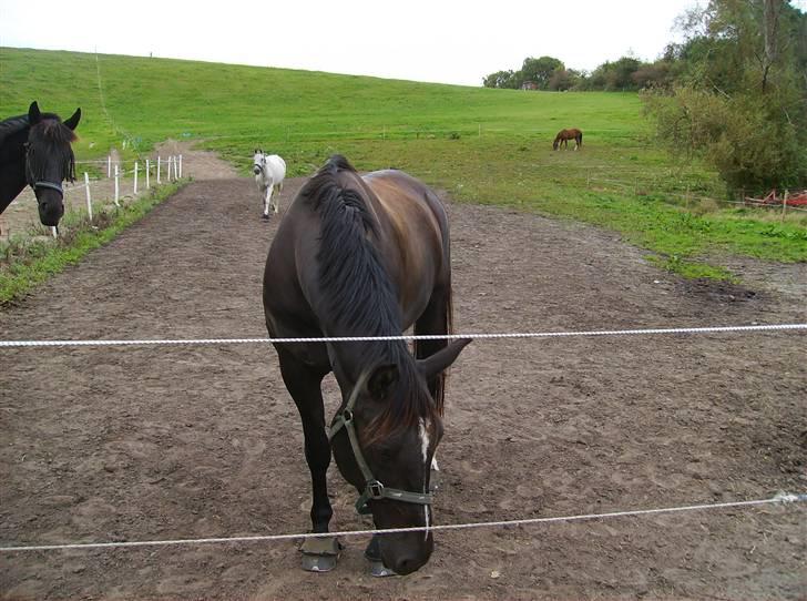 Dansk Varmblod Pernille af Skovly*R.I.P* billede 6