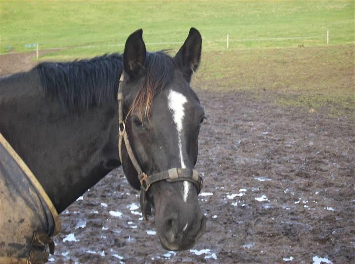 Dansk Varmblod Pernille af Skovly*R.I.P* billede 8