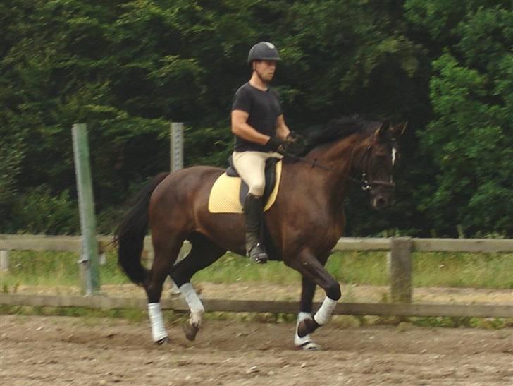 Dansk Varmblod Pernille af Skovly*R.I.P* - Træning i Ebeltoft under vores ferie i ´06 :-) billede 9