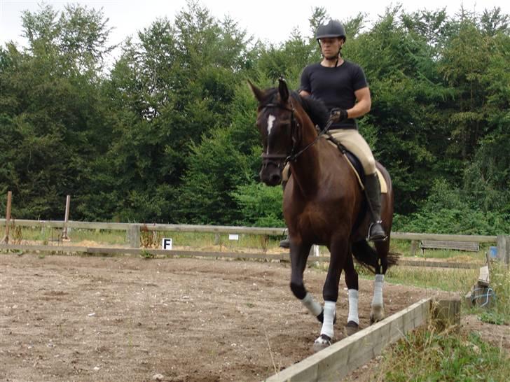 Dansk Varmblod Pernille af Skovly*R.I.P* billede 10