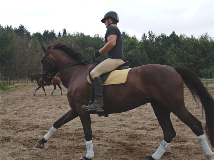 Dansk Varmblod Pernille af Skovly*R.I.P* billede 11