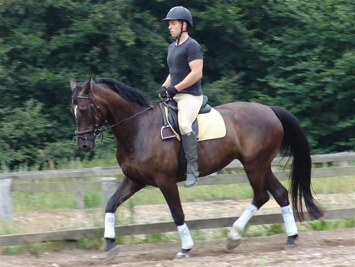 Dansk Varmblod Pernille af Skovly*R.I.P* billede 12