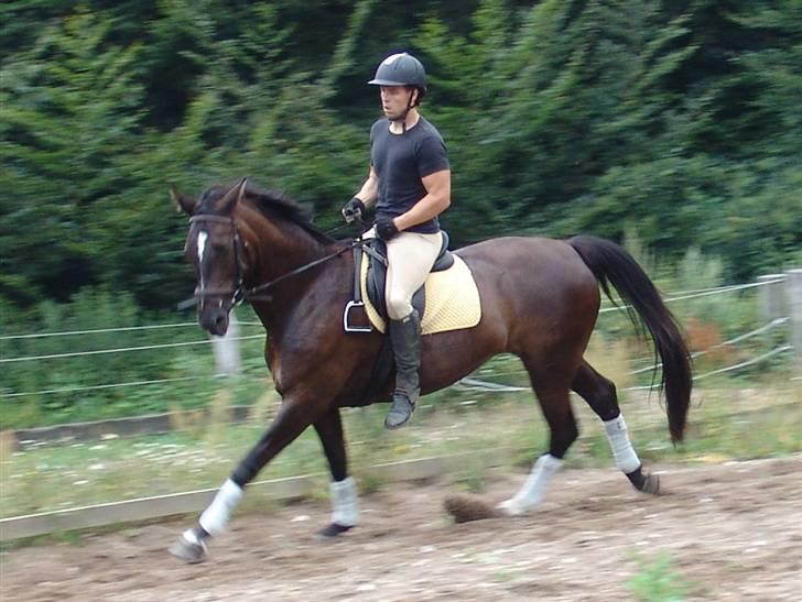 Dansk Varmblod Pernille af Skovly*R.I.P* billede 13