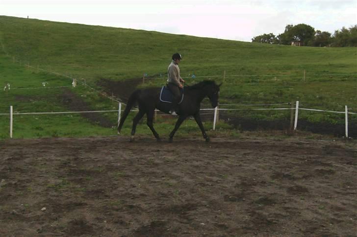 Dansk Varmblod Pernille af Skovly*R.I.P* - De sidte billeder af Pernille før hun blev halt... billede 14