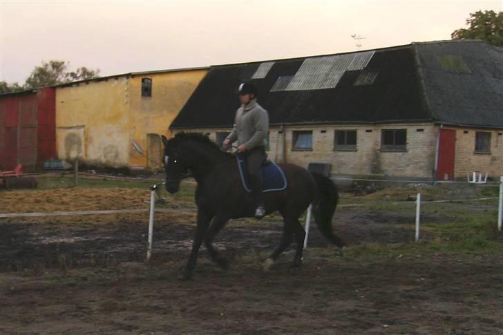 Dansk Varmblod Pernille af Skovly*R.I.P* billede 15