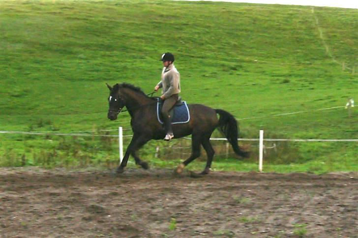 Dansk Varmblod Pernille af Skovly*R.I.P* billede 16