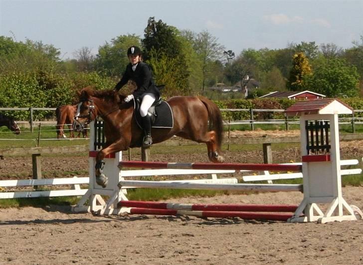 New Forest Adeleide -B-pony SOLGT - Vores første LB :) billede 13