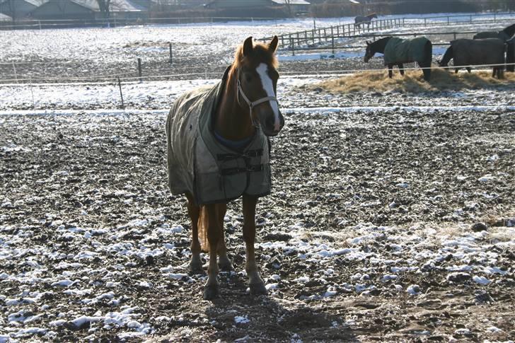 New Forest Adeleide -B-pony SOLGT - Adeleide i sneen - Februar 2009 billede 15