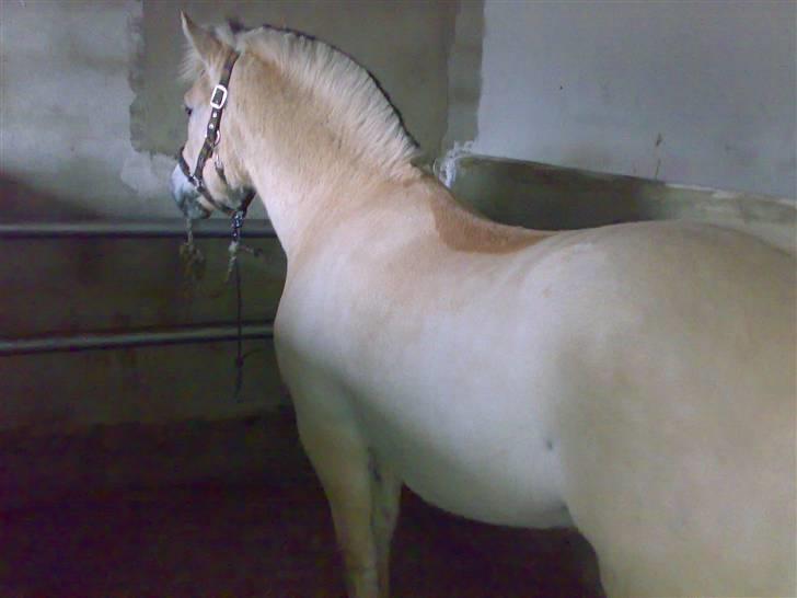 Fjordhest Risdalls Emil**Solgt** - bliv nu færdig.... billede 9