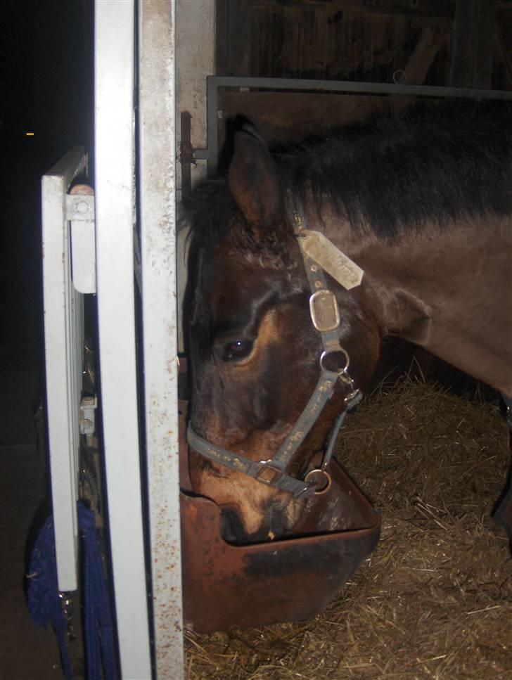 New Forest Kenzo Amarine  - har lige været ude at ride, og der var tilfældig også mad i krubben! (undskyld der er 4 næsten ens billeder, der kommer flere ride billeder! ) billede 11