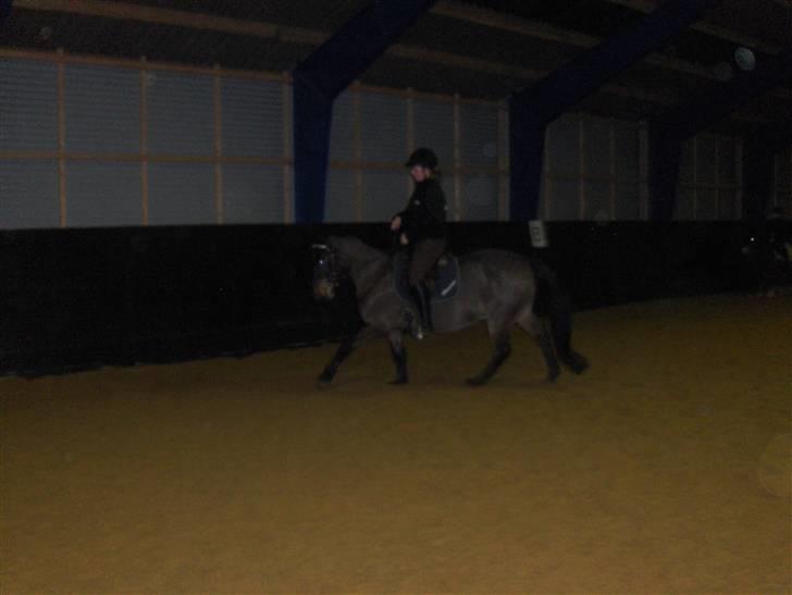 New Forest Kenzo Amarine  - her rider vi lige lidt! ;D billede 12