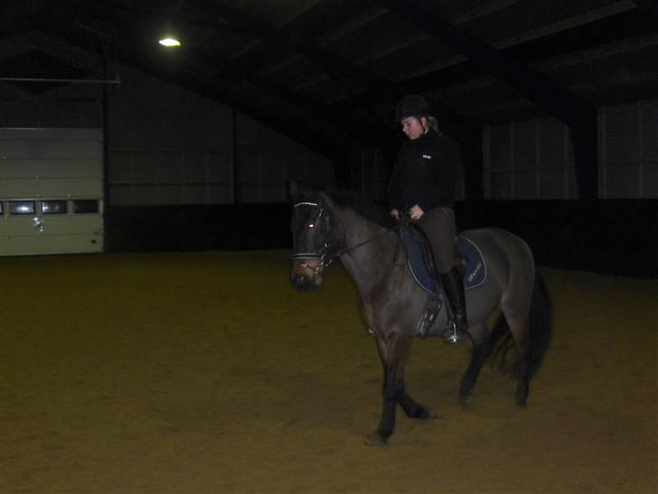 New Forest Kenzo Amarine  - her rider jeg, lige efter at han har holdt en lille uges pause!  billede 14