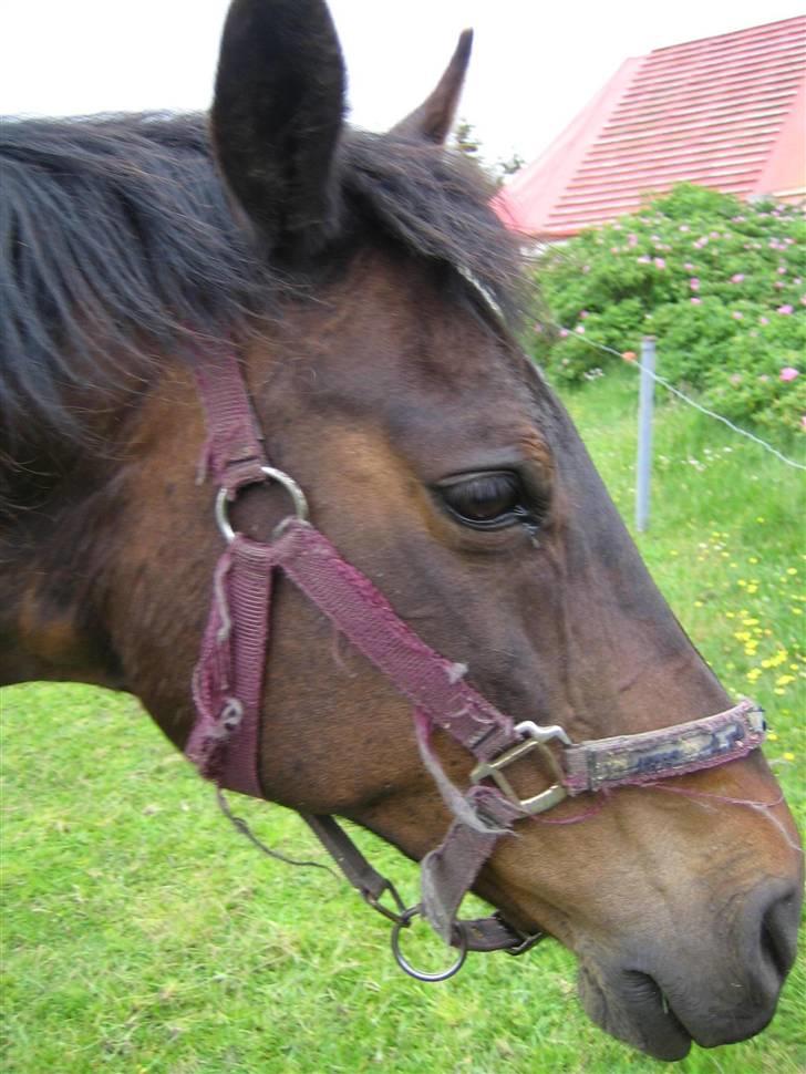 Anden særlig race Minuet - **hvad laver du** billede 14