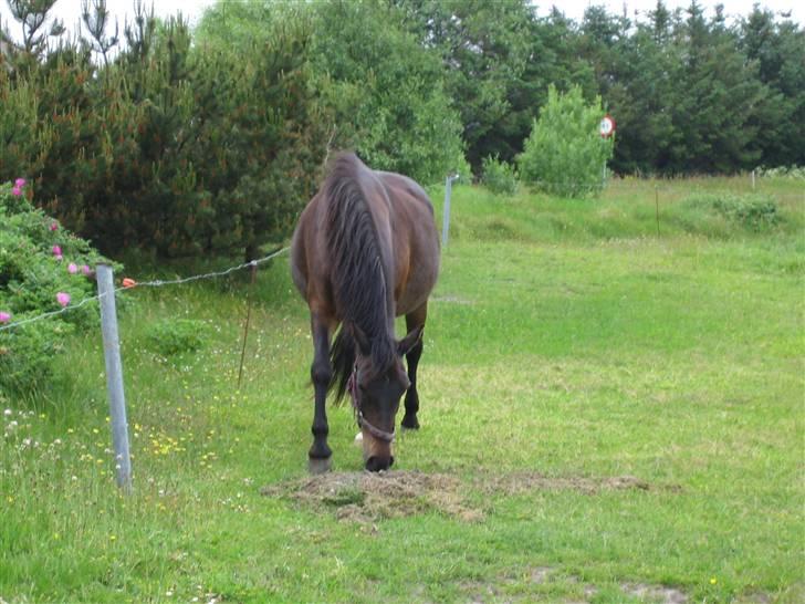 Anden særlig race Minuet - **jeg gider ikke lige nu mor kan det ikke vente** billede 15