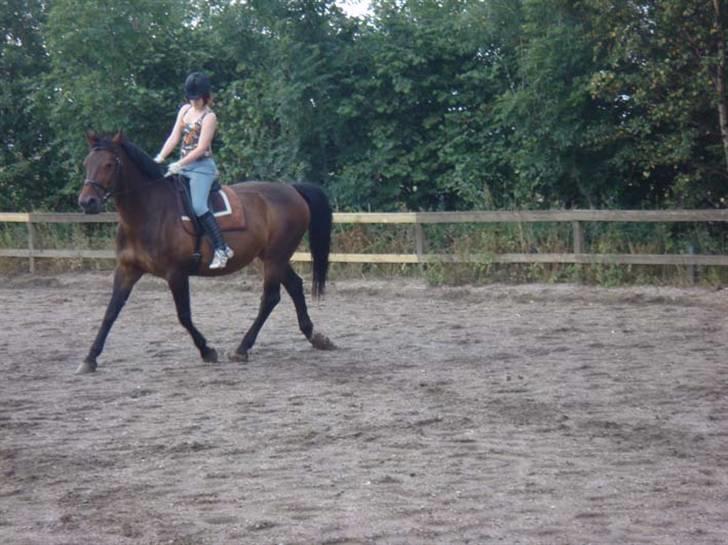 Oldenborg Debbie *gammel part* - 9/7, trav, ærgeligt at jeg ikke fik gloet op :b. Fotograf: Nina billede 11