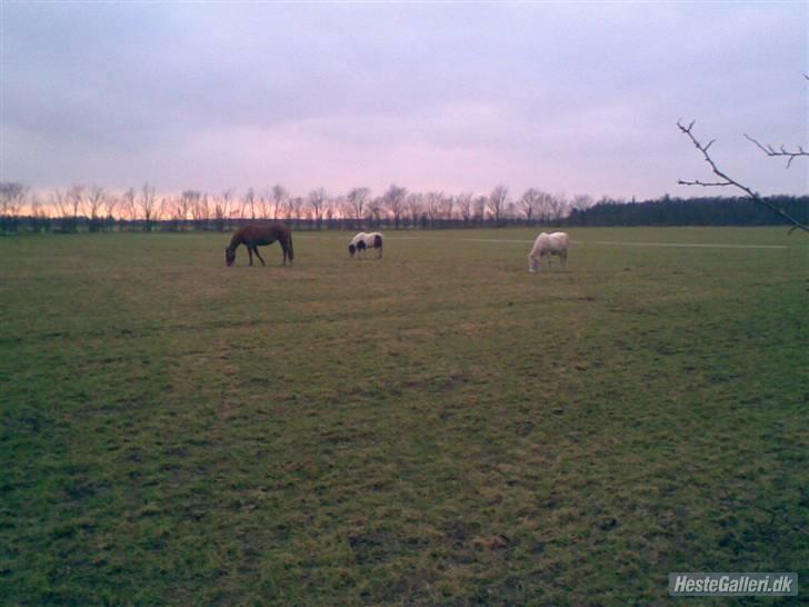 Anden særlig race Dixie R.I.P. - Dixie hos tidligere ejer sammen med Fanta og hans evige følgesvend Emo (den hvide) billede 3