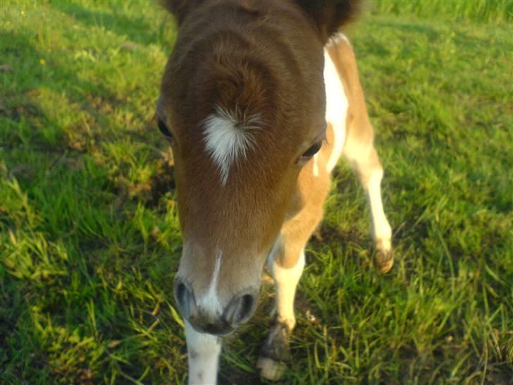 Miniature Elvis R.I.P - Dejlige Elvis <3 Savner ham :/  billede 1