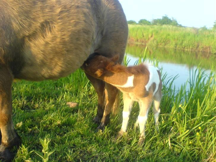 Miniature Elvis R.I.P - Mor Tulle og Elvis . <3  billede 9