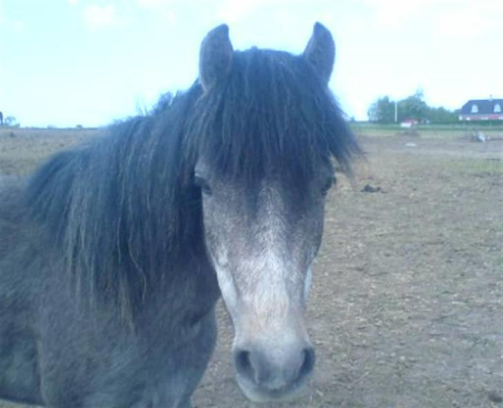 Dartmoor Frydenlunds Nuggi billede 5