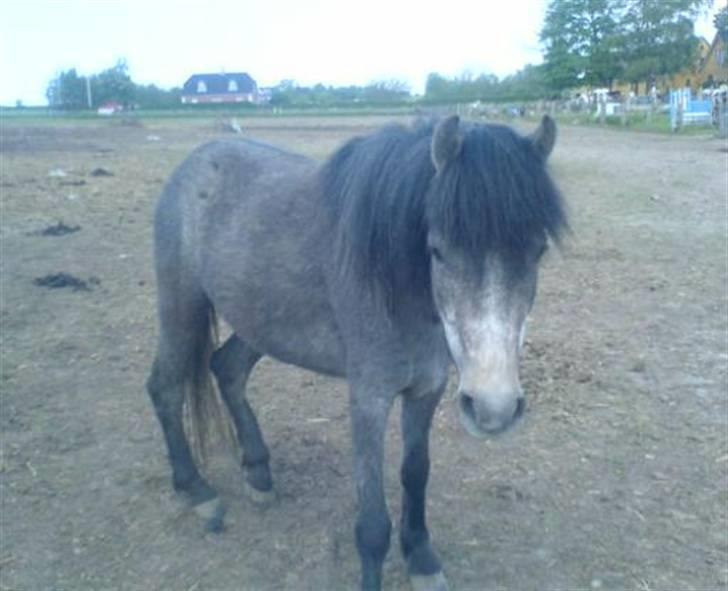 Dartmoor Frydenlunds Nuggi billede 6