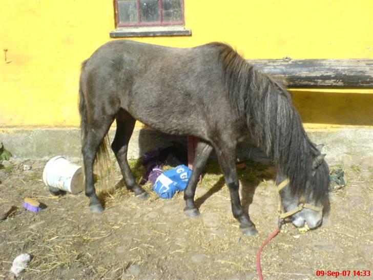 Dartmoor Frydenlunds Nuggi billede 7