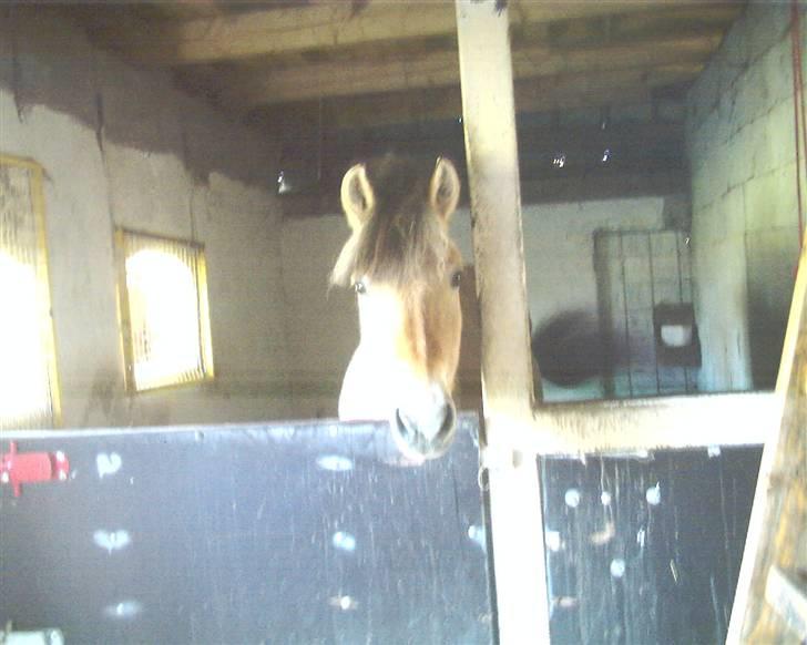 Fjordhest Musse billede 2