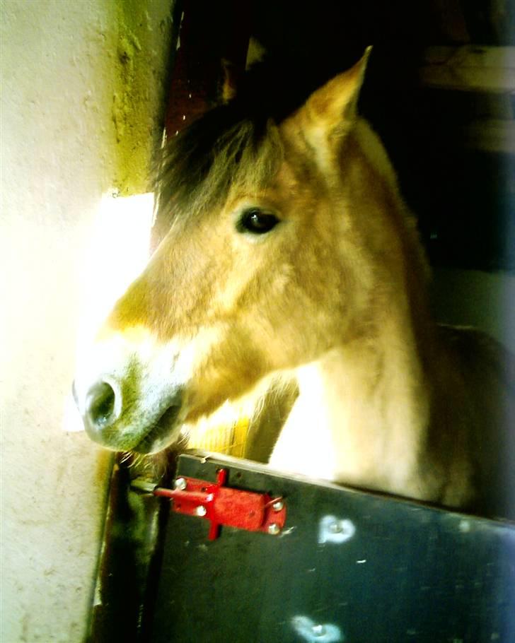 Fjordhest Musse billede 3