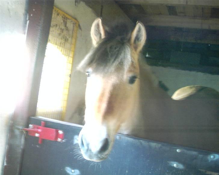 Fjordhest Musse billede 4